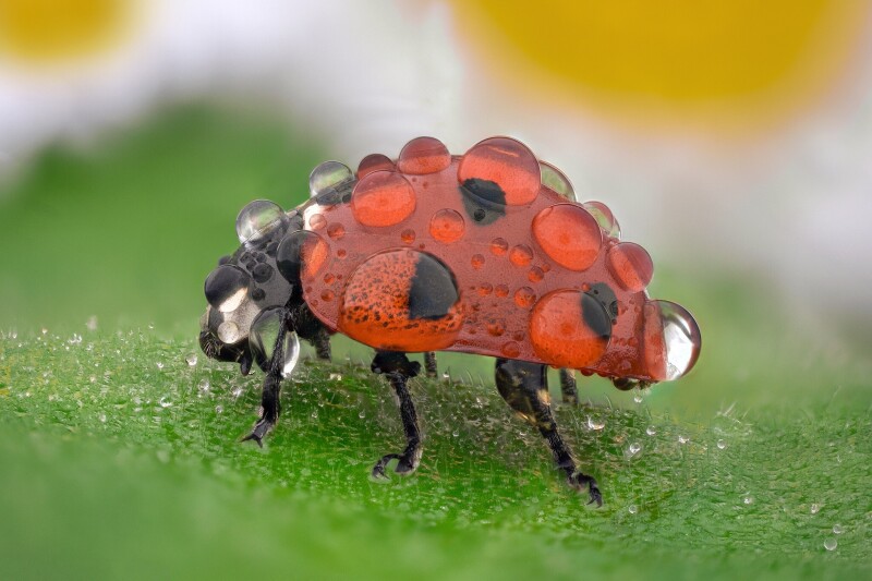 Macro_0927.jpg
