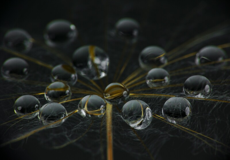 Macro_0964.jpg