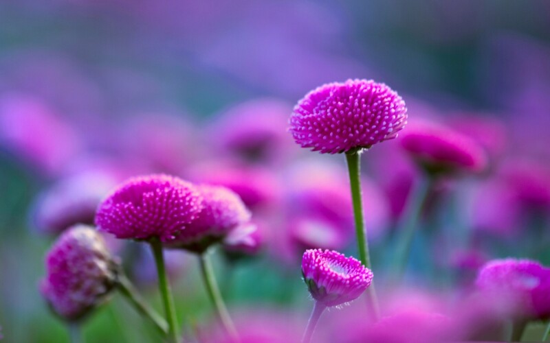 Macro_1132.jpg