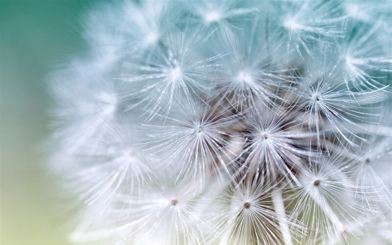 Macro_1225.jpg