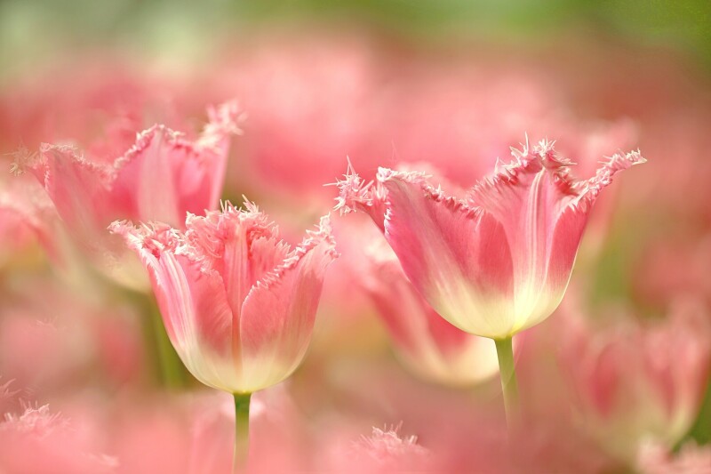 Macro_1280.jpg
