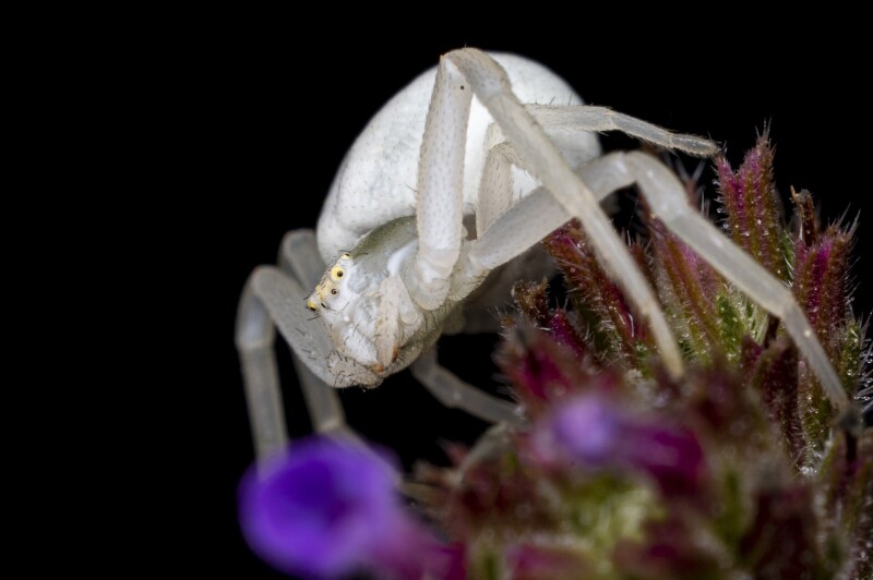 Macro_1308.jpg