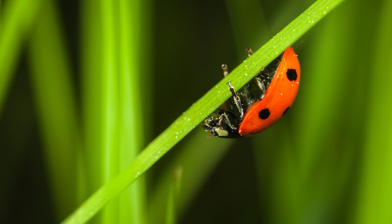 Macro_1319.jpg