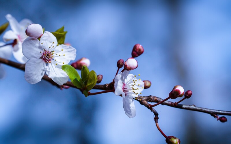 Spring_0130.jpg