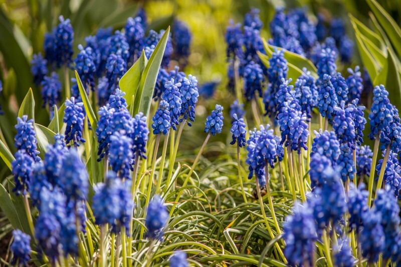 Spring_0132.jpg