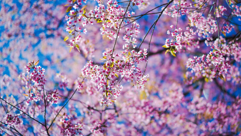 Spring_0149.jpg