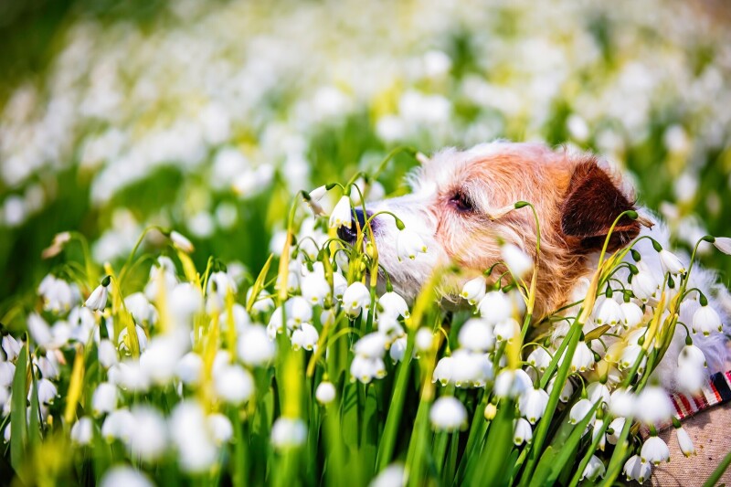 Spring_0161.jpg