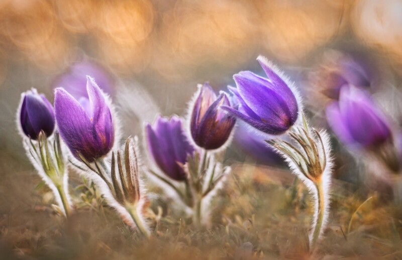 Spring_0392.jpg