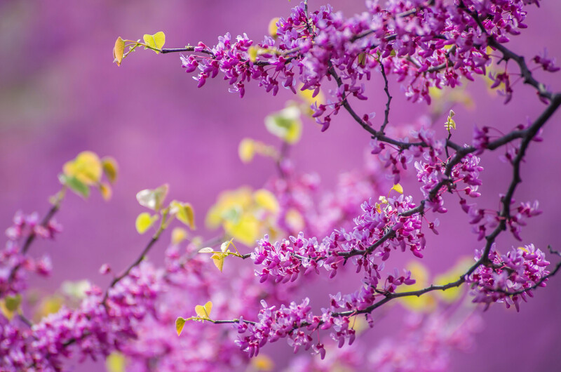 Spring_0413.jpg