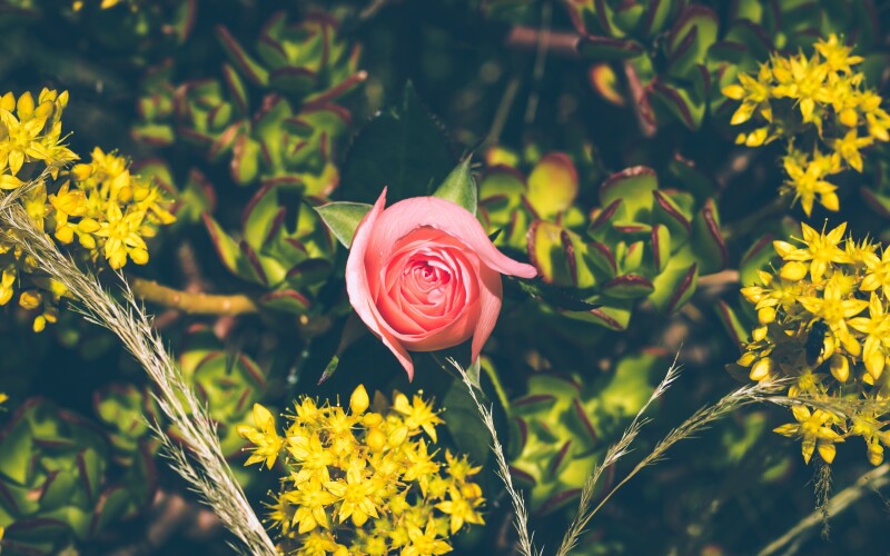 Spring_0445.jpg
