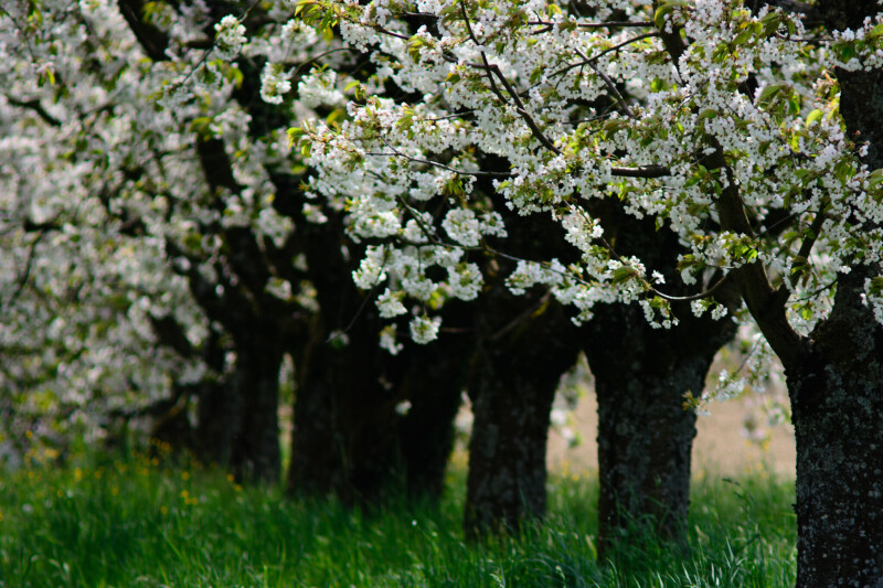 Spring_0771.jpg
