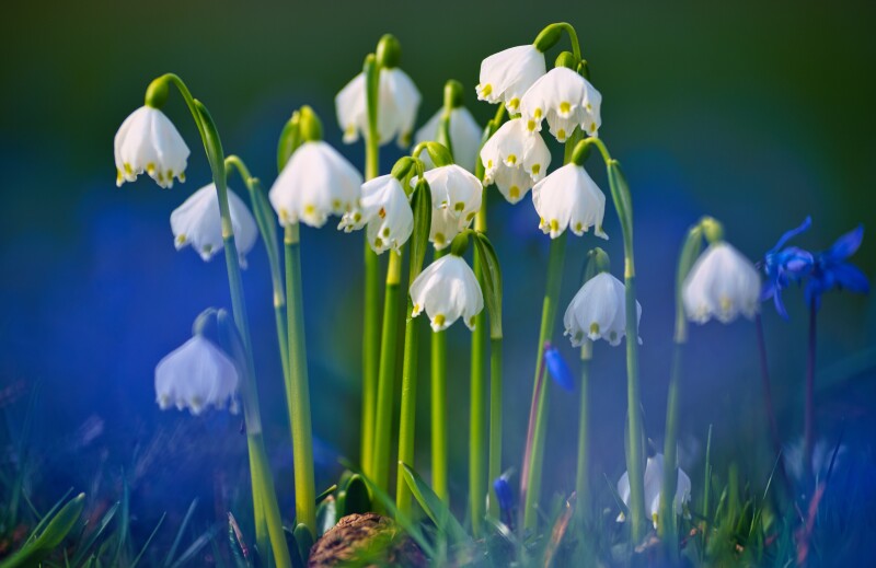 Spring_0784.jpg