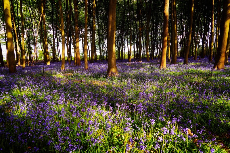 Spring_0794.jpg