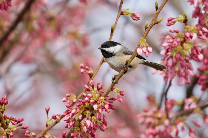 Spring_0806.jpg