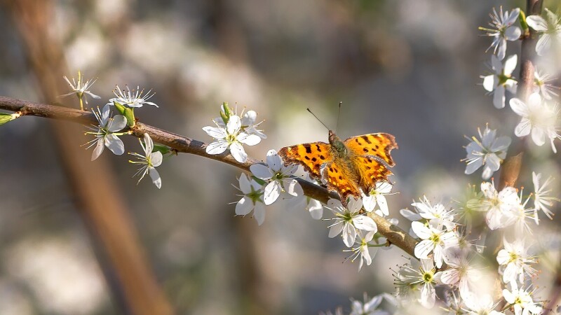 Spring_1130.jpg