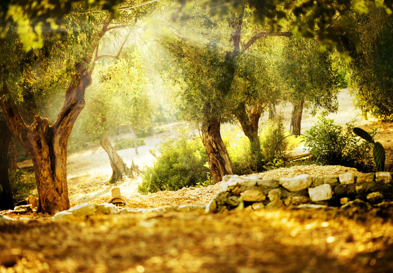 Sunbeam_0140.jpg