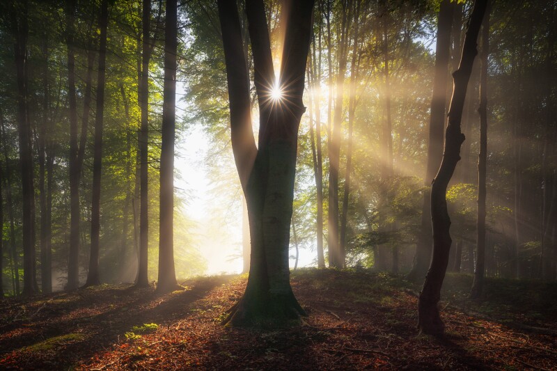 Sunbeam_0728.jpg
