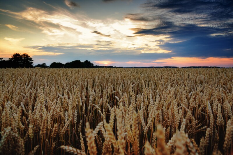 Field 0689