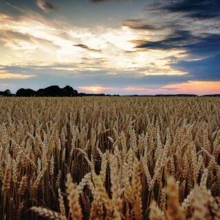 Field_0689