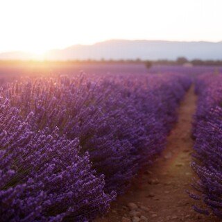 Field_2399