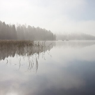 Fog_0007