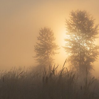Fog_0090