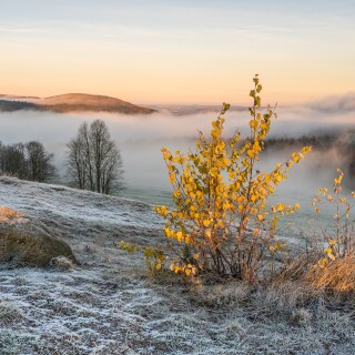 Fog_1755