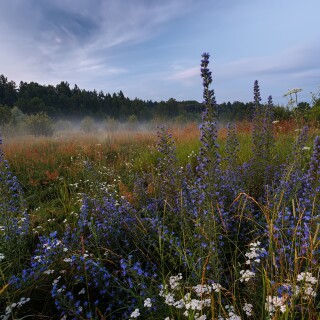 Fog_1768