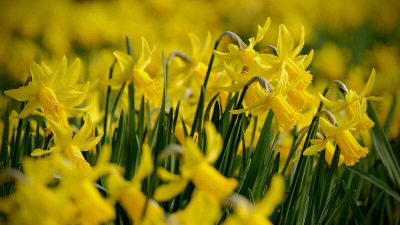 Spring_0110.jpg