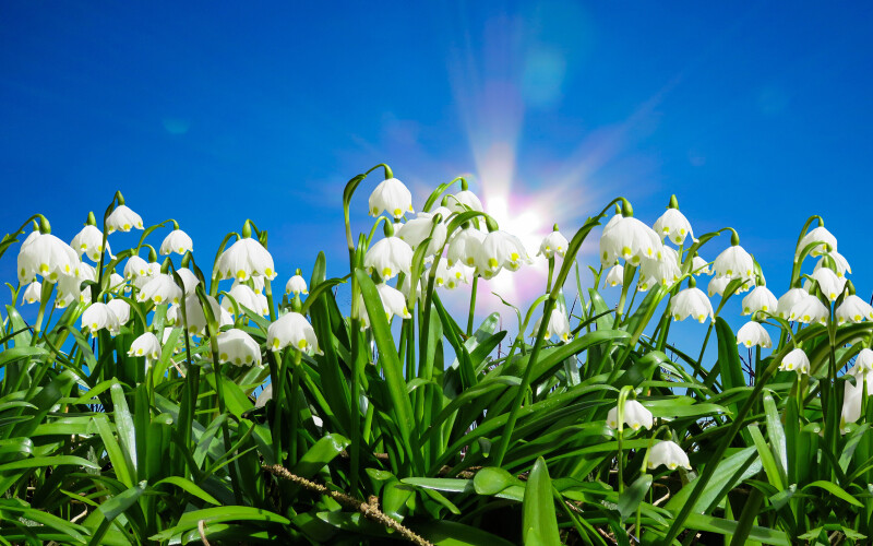 Spring_0119.jpg