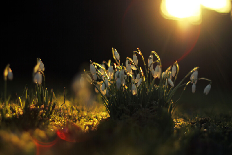 Spring_0162.jpg