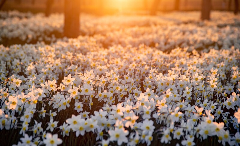 Spring_0361.jpg