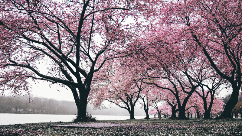 Spring_0810.jpg