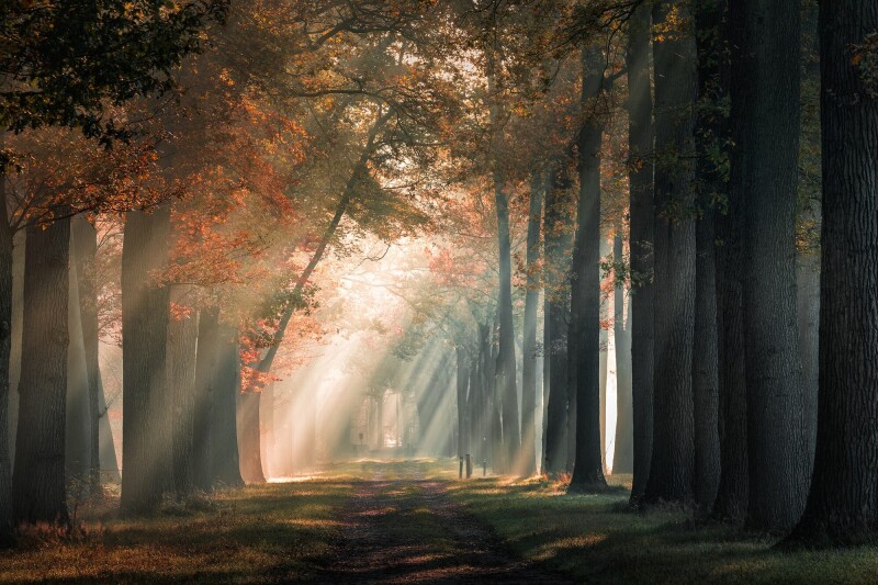 Sunbeam_0456.jpg