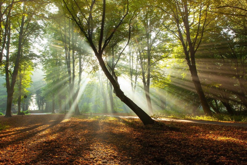 Sunbeam_1027.jpg
