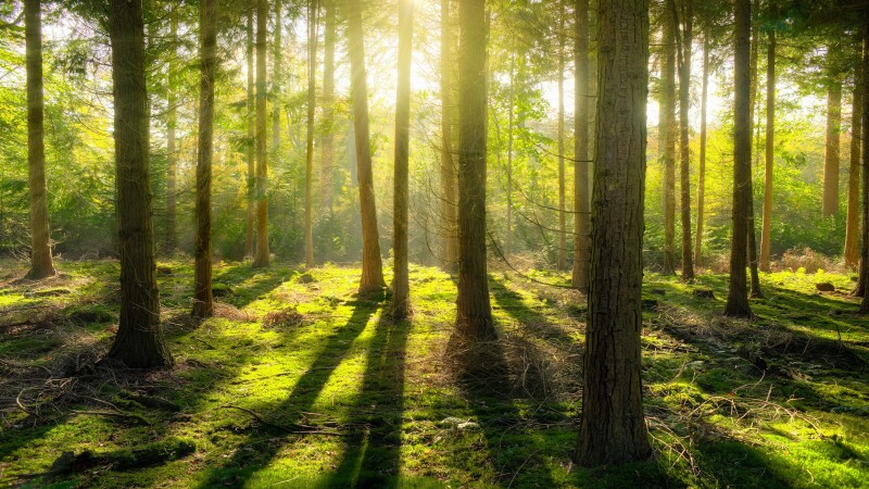Sunbeam_1058.jpg