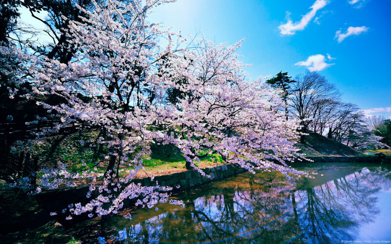 Blossom_0030.jpg