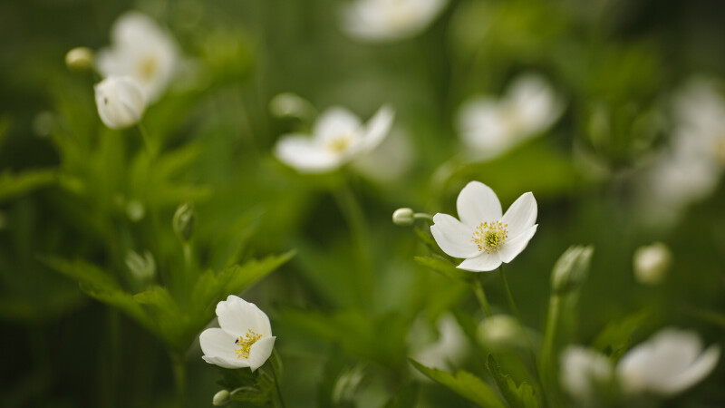 Blossom_0130.jpg