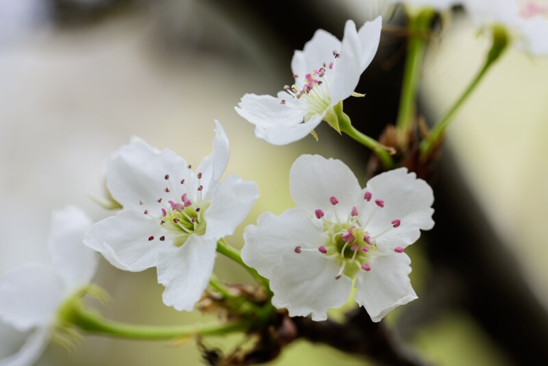 Blossom_0250.jpg