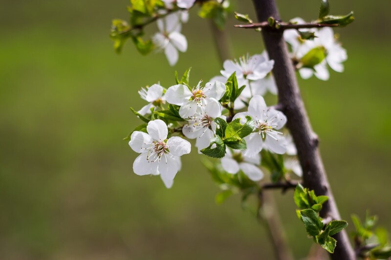 Blossom_0272.jpg