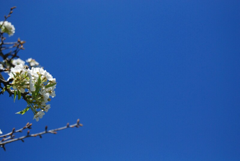 Blossom_0401.jpg