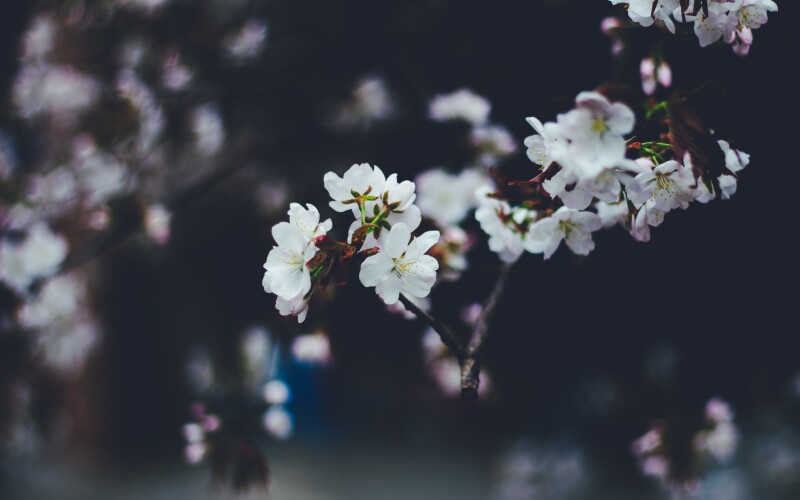 Blossom_0601.jpg