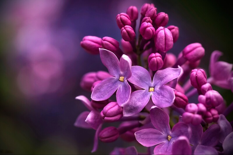 Blossom_0788.jpg