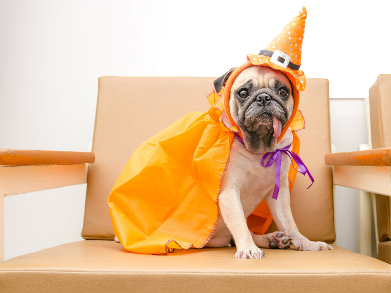 Halloween_0114.jpg
