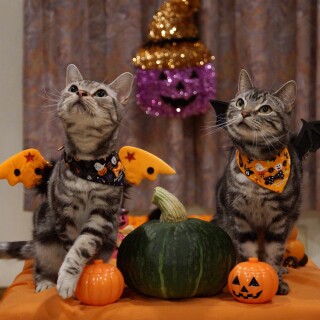 Halloween_0209