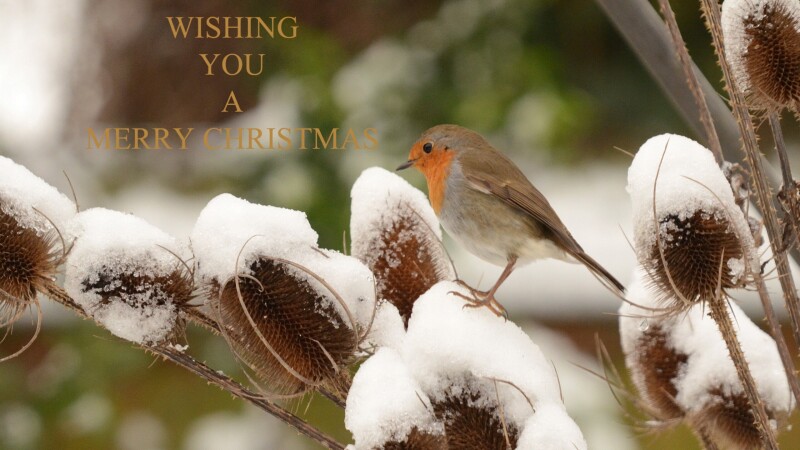 Merry-Christmas_0227.jpg