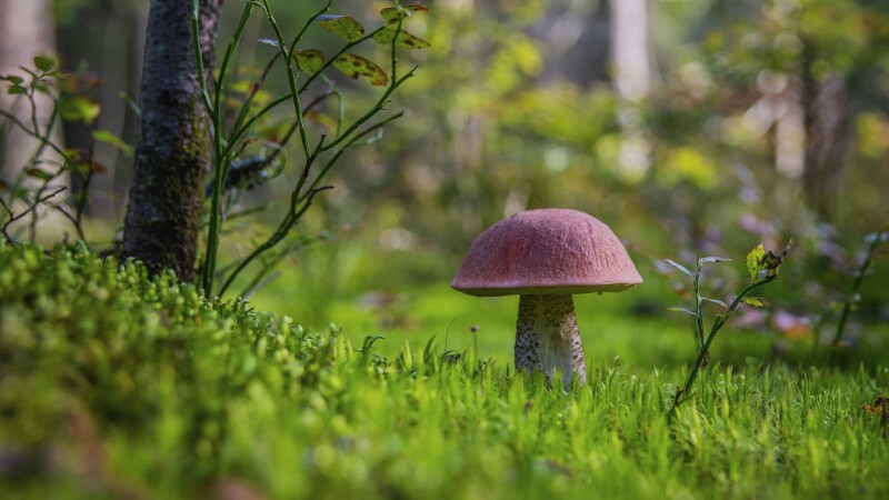 Mushroom_0049.jpg