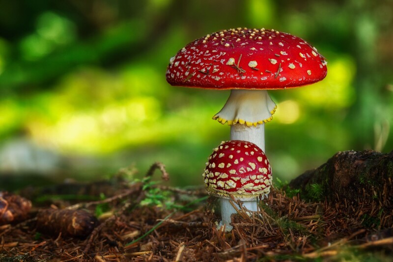 Mushroom_0056.jpg