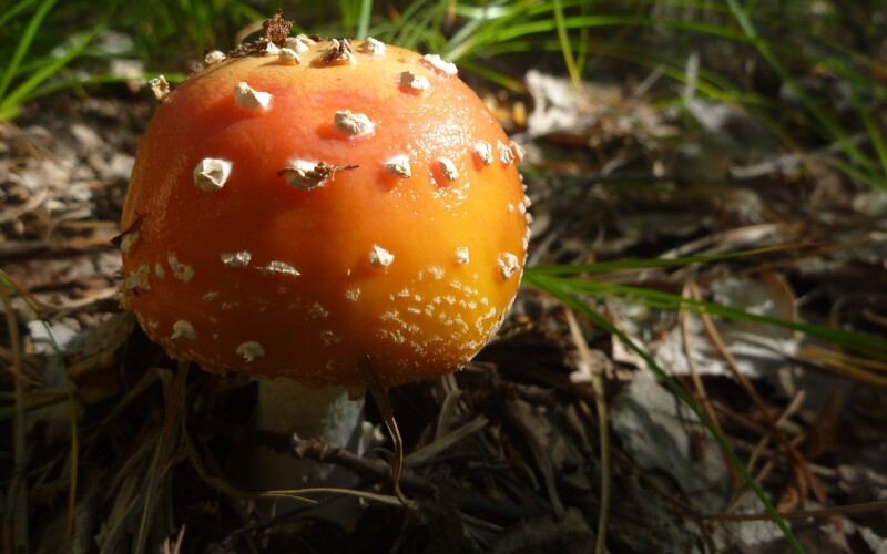 Mushroom_0111.jpg