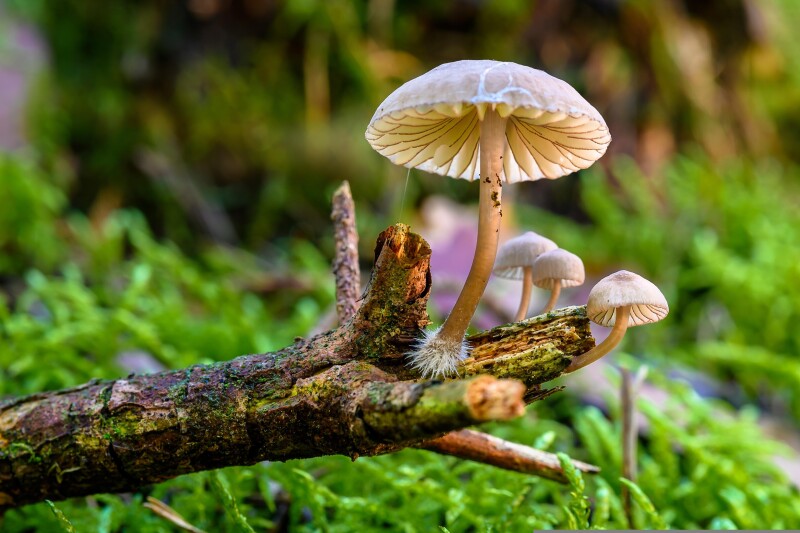 Mushroom_0129.jpg